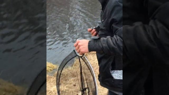 Взвешивание улова Лещи Плотва Язи и Карась! Фидерная рыбалка на реке смотреть онлайн