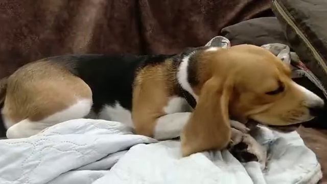 Рога Оленя для собак Зоомагазин Джоекс.ру смотреть онлайн