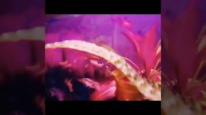 Ролик: 'Рыбки уснули в пруду ???'.