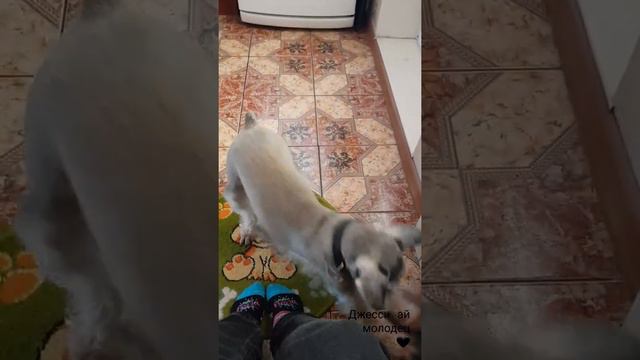 Джессика #мотособака с Гаража на Окраине 🐾 смотреть онлайн