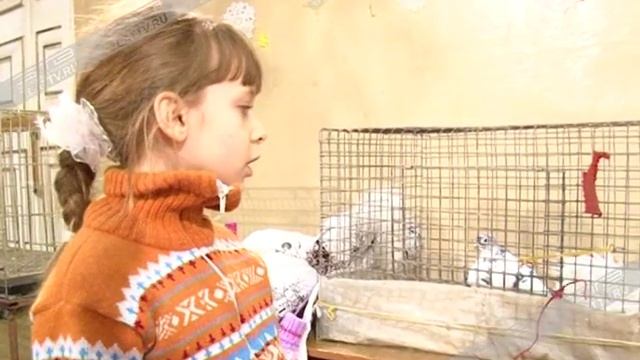 «Голубь – птица мира». Выставка под таким названием прошла в Кусе смотреть онлайн