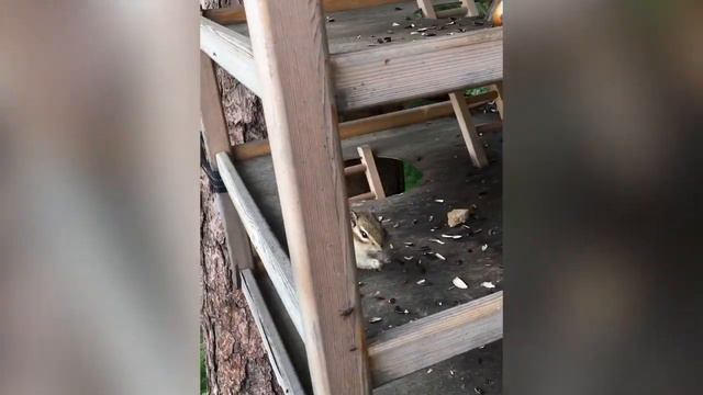 НЕДЕЛЯ ВЛОГОВ/день 5🌲/ катаемся на канатной дороге? Встретили бурундука🤎 смотреть онлайн