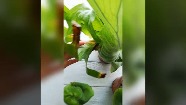 Платицериум супербум или сагхорн