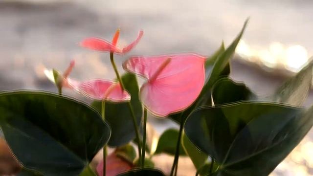 Антуриум сорт "Pandola" - видеопортрет. смотреть онлайн