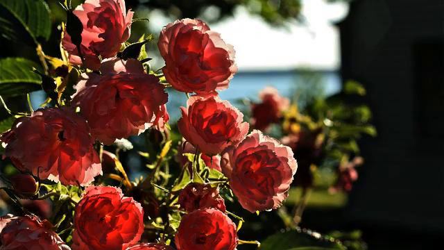 Радуга новых русских хитов музыки и фото онлайн смотреть онлайн