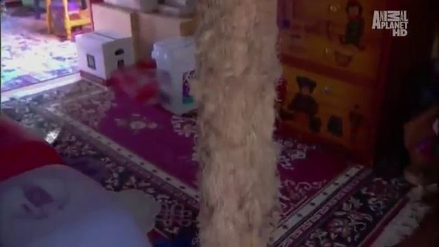 Американская короткошерстная кошка 101kote.ru American Shorthair 101cats