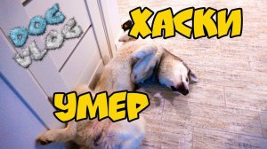 DOGVLOG: ХАСКИ УМЕР ПРАНК Бандита! Говорящая собака