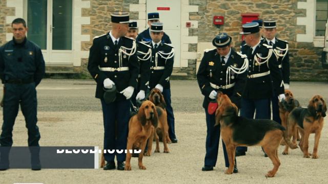 Top 5 Police and Military Dog Breeds (German Shepherd, Doberman Pinscher) смотреть онлайн