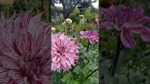 Георгин Айлендер.  Георгин Islander . Dahlie Islander.  Крупноцветковые георгины