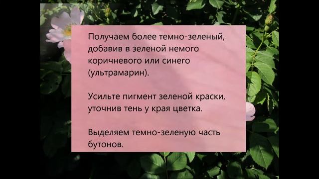 Рисование акварелью. "Цветущий шиповник" смотреть онлайн