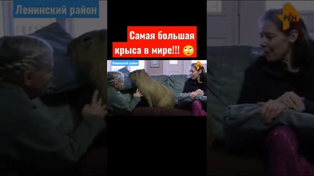 Самая большая крыса в мире!!! #shorts смотреть онлайн