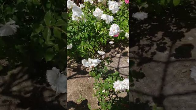 Rose Garden смотреть онлайн