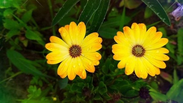 Муробзор Saveliy Ad. День рождения Самвела