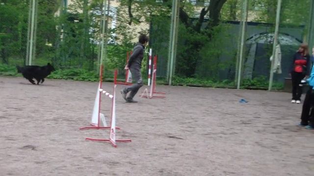Андреева Светлана на соревнованиях по аджилити московского района 17.05.15 смотреть онлайн