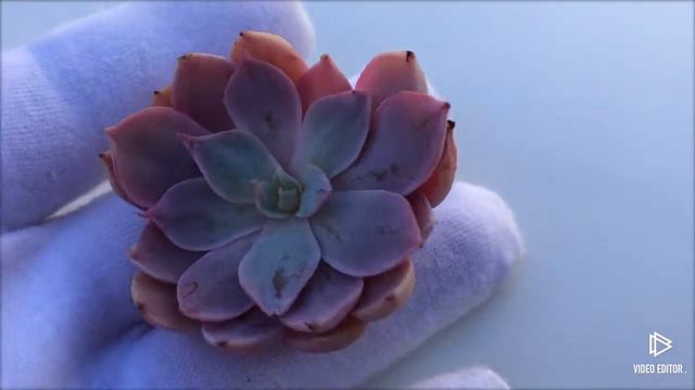 Echeveria cv Pinky (3) смотреть онлайн