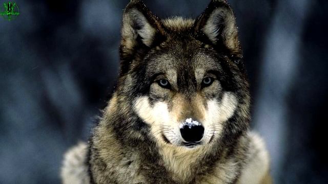 Животные в мифологии: Волк смотреть онлайн