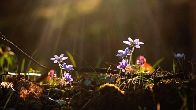 Relaxing Music, Stress Relief Music, Sleep Music, Meditation, Study, Calming Music 2023 смотреть онлайн