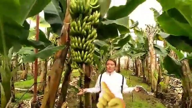 Банановые плантации Куда Девать портящиеся Бананы Рецепт 5минутка Готовый Бизнес Турция смотреть онлайн