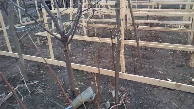 Реализуем недорого саженцы малины Таганка смотреть онлайн