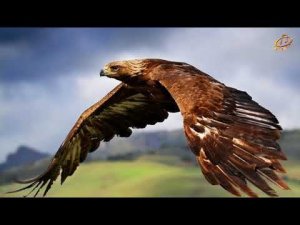 ПОЛЁТ ОРЛА ((видеоряд))