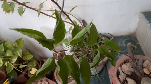 Bonsai - Bougainvillea Wiring 1 смотреть онлайн