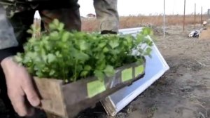Парник из рам видео