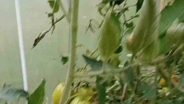 Мой результат выращивания томата из магазинного плода.              Томат Фламенко - дегустация.