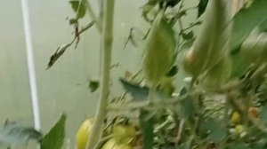 Мой результат выращивания томата из магазинного плода.              Томат Фламенко - дегустация.