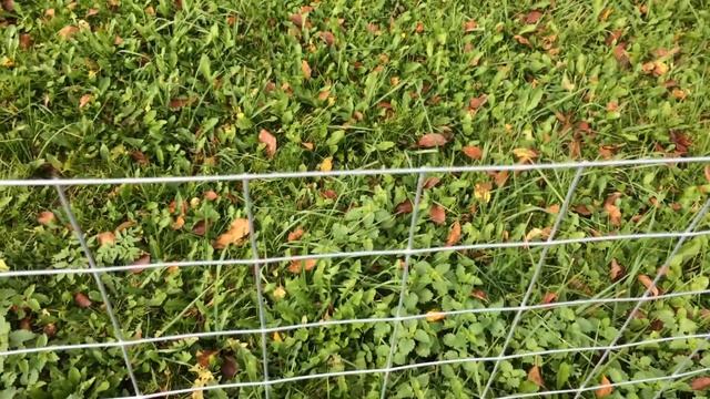 Дешёвая сварная сетка для забора.Забор из сварной сетки.самый дешевый вариант забора.забор сетка