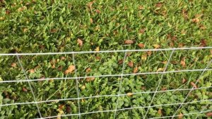 Дешёвая сварная сетка для забора.Забор из сварной сетки.самый дешевый вариант забора.забор сетка