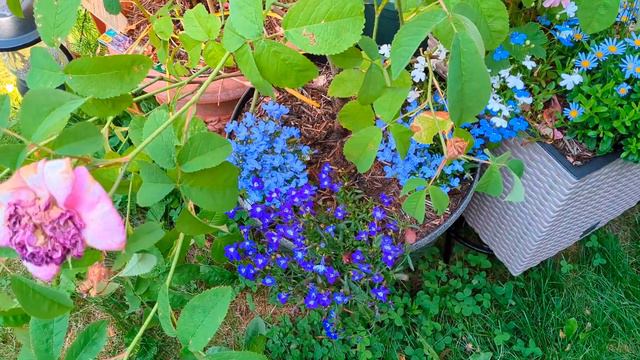 June garden tour - part 1! The blue garden 🌱🌹💐 смотреть онлайн