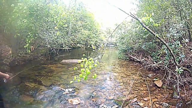 Fly fishing for some beautiful Brook trout.(Salvelinus fontinalis)Go Pro смотреть онлайн