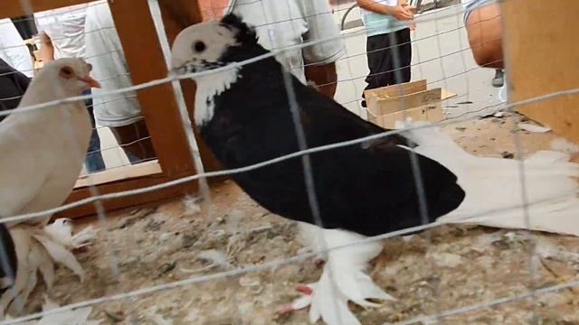 Андижанский Високо Летные Голуби смотреть онлайн