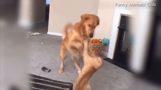 КОШКИ ПРИКОЛЫ С КОШКАМИ И КОТАМИ Приколы с Животными 2022 | Смешные Коты и Собаки смотреть онлайн
