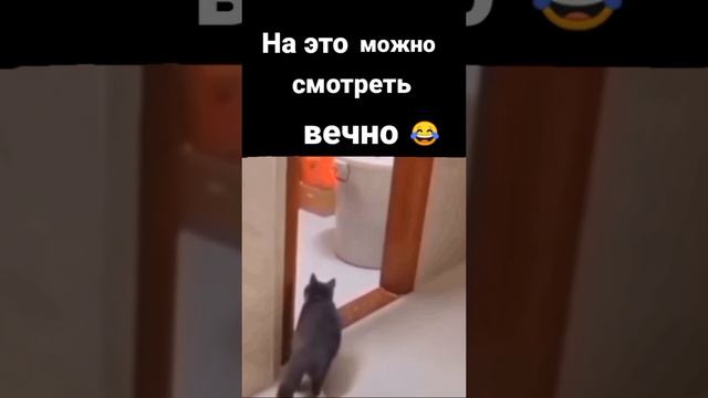 Котик как всегда