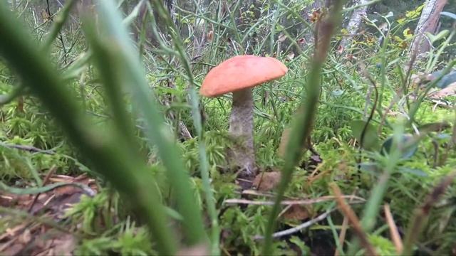 Лес онлайн ,27 августа 2017 года смотреть онлайн