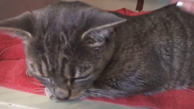 tilly2 смотреть онлайн