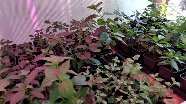 Где, и как укореняются мои летние черенки? гортензий! Отвечаю на вопросы. смотреть онлайн