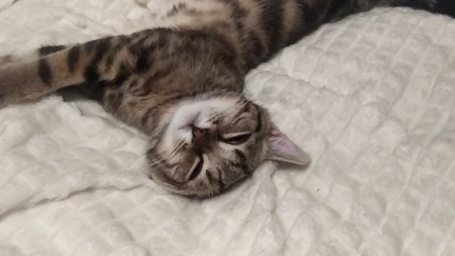 Смешной Персей смешно спит!? смотреть онлайн