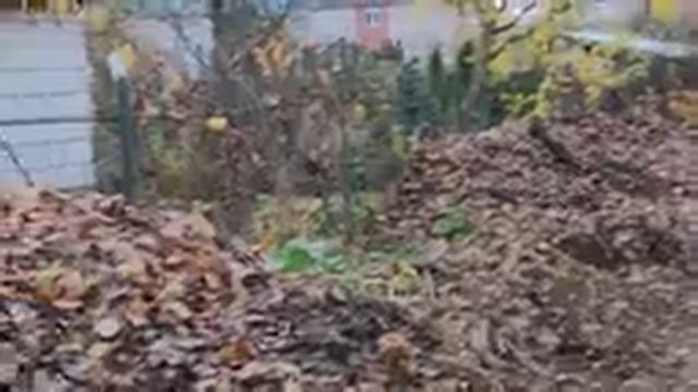 Дела житейские: суп с морепродуктами из тыквы, работа на питомнике, ремонт и чудо-чудесное! смотреть онлайн