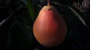 Груша Вильямс