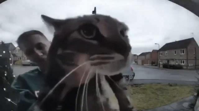 Кот мяукает в камеру | Мем смотреть онлайн