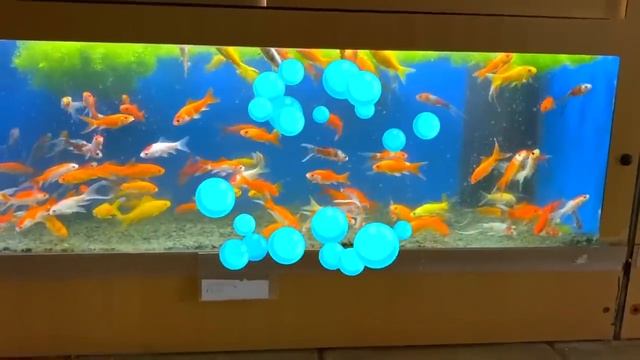 Jason को बच्चों के स्टोर से एक नया पालतू मिलता है । Jason Vlogs Hindi смотреть онлайн