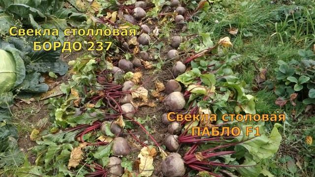 339. СВЕКЛА 2019 Уборка Урожай КЛАСС смотреть онлайн
