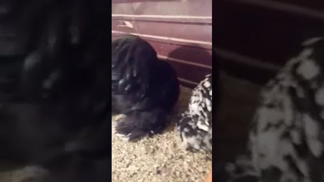 КОХИНХИНЫ КАРЛИКОВЫЕ ОКРАС МРАМОРНЫЙ смотреть онлайн