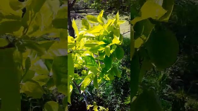Эбеновое дерево-хурма. Виртуал-экскурсия. Ч1 смотреть онлайн