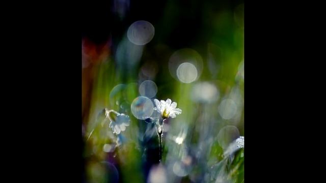 "Petite Fleur" - "Маленький цветок"; Сидней Бешé (Sidney Bechet) смотреть онлайн
