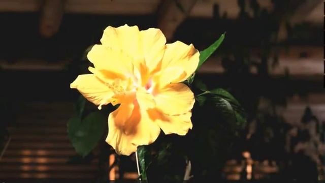 Как расцветает ибискус смотреть онлайн