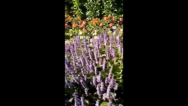 Цветочный сад в Швейцарии смотреть онлайн