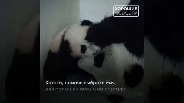 Первые шаги маленькой панды смотреть онлайн